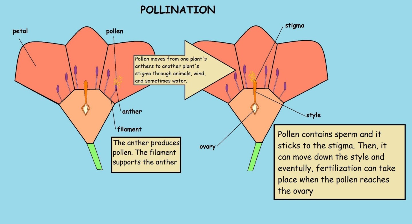 Pollination In Depth Graph Pollutants and pollination, a radical view – Plant Cuttings