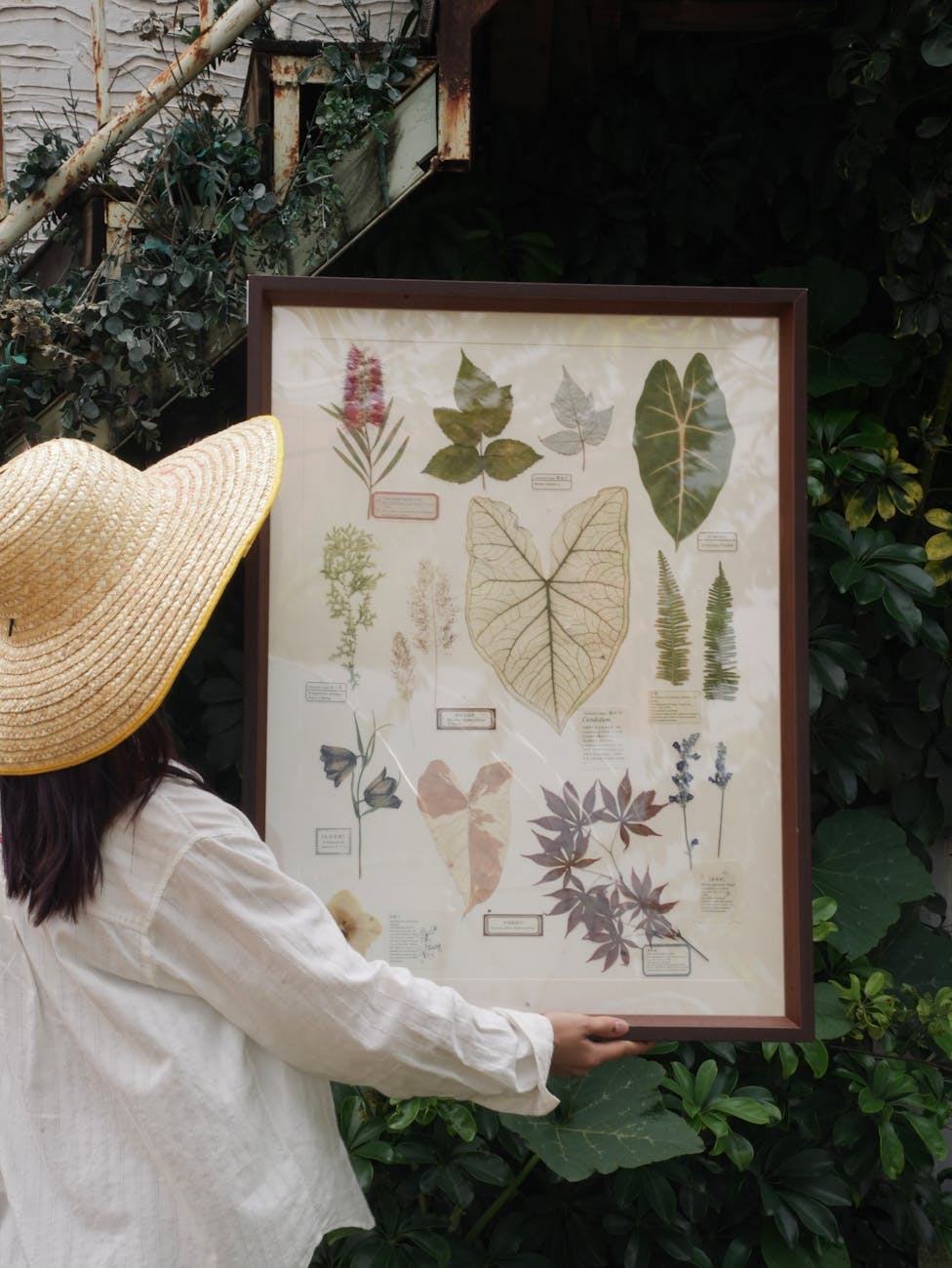 Chapter 7b Plants and the artistic&nbsp;imperative